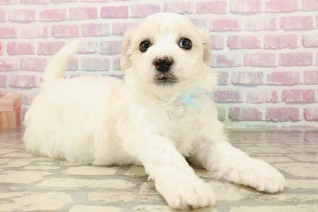 静岡県のビションフリーゼ (Coo&RIKU富士店/2025年7月27日生まれ/男の子/ホワイト)の子犬の3枚目の画像