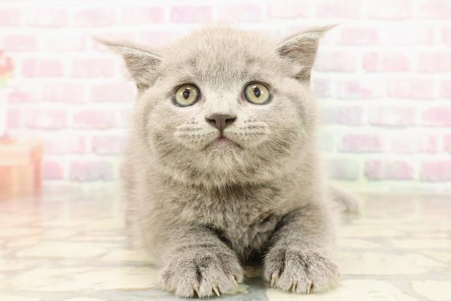 東京都のブリティッシュショートヘアー (Coo&RIKU浅草店/2025年7月26日生まれ/女の子/ブルー)の子猫の1枚目の画像