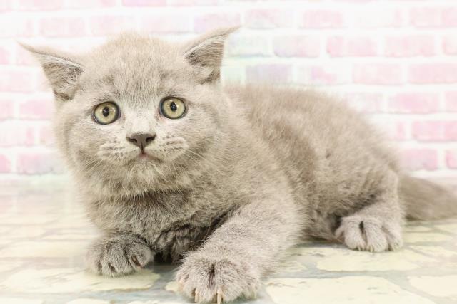 東京都のブリティッシュショートヘアー (Coo&RIKU浅草店/2025年7月26日生まれ/女の子/ブルー)の子猫の2枚目の画像