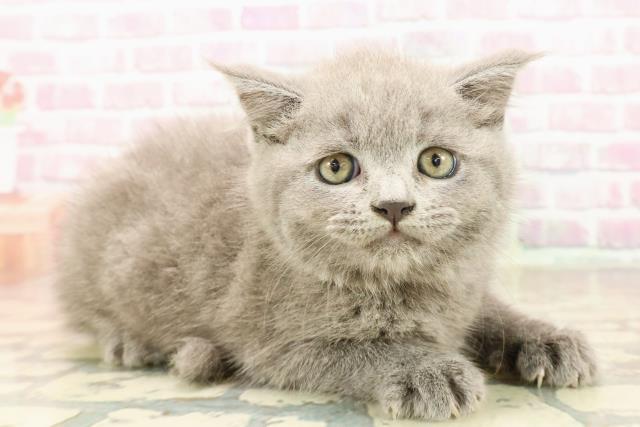 東京都のブリティッシュショートヘアー (Coo&RIKU浅草店/2025年7月26日生まれ/女の子/ブルー)の子猫の3枚目の画像
