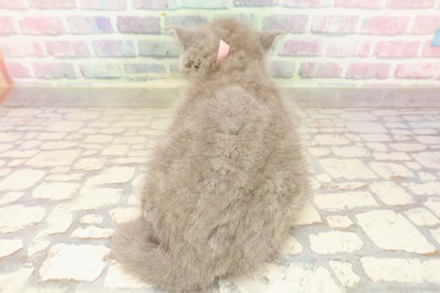 東京都のブリティッシュショートヘアー (Coo&RIKU浅草店/2025年7月26日生まれ/女の子/ブルー)の子猫の4枚目の画像
