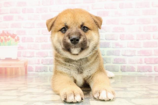 静岡県の柴犬(標準サイズ) (Coo&RIKU藤枝店/2025年7月28日生まれ/男の子/赤)の子犬
