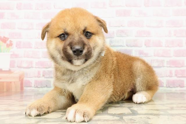 静岡県の柴犬(標準サイズ) (Coo&RIKU藤枝店/2025年7月28日生まれ/男の子/赤)の子犬の2枚目の画像