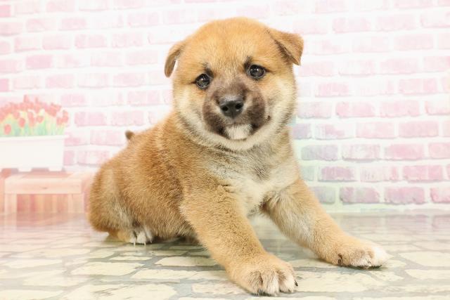 静岡県の柴犬(標準サイズ) (Coo&RIKU藤枝店/2025年7月28日生まれ/男の子/赤)の子犬の3枚目の画像