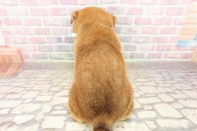 静岡県の柴犬(標準サイズ) (Coo&RIKU藤枝店/2025年7月28日生まれ/男の子/赤)の子犬の4枚目の画像