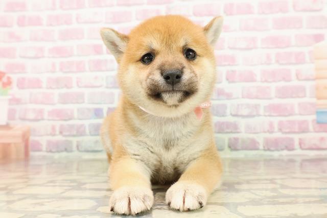 東京都の柴犬(標準サイズ) (Coo&RIKU練馬店/2025年7月28日生まれ/女の子/赤)の子犬の1枚目の画像