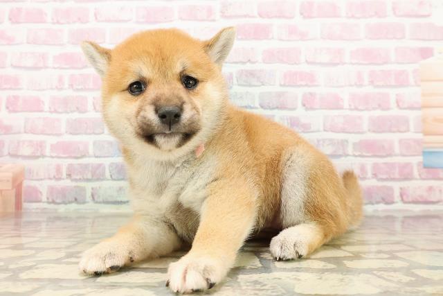 東京都の柴犬(標準サイズ) (Coo&RIKU練馬店/2025年7月28日生まれ/女の子/赤)の子犬の2枚目の画像