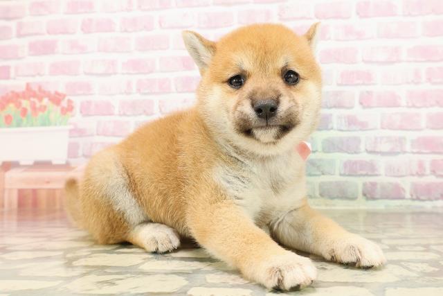 東京都の柴犬(標準サイズ) (Coo&RIKU練馬店/2025年7月28日生まれ/女の子/赤)の子犬の3枚目の画像