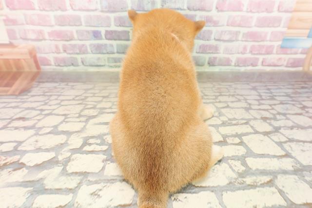 東京都の柴犬(標準サイズ) (Coo&RIKU練馬店/2025年7月28日生まれ/女の子/赤)の子犬の4枚目の画像