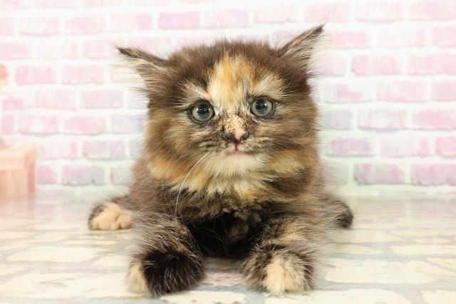 茨城県のサイベリアン (Coo&RIKUMEGAドン・キホーテ勝田店/2025年7月30日生まれ/女の子/トーティー)の子猫の1枚目の画像
