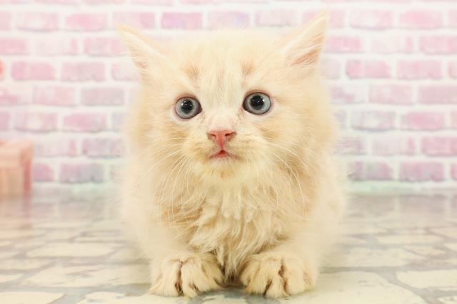 静岡県のサイベリアン (Coo&RIKU浜松店/2025年7月30日生まれ/男の子/クリームタビー)の子猫の1枚目の画像