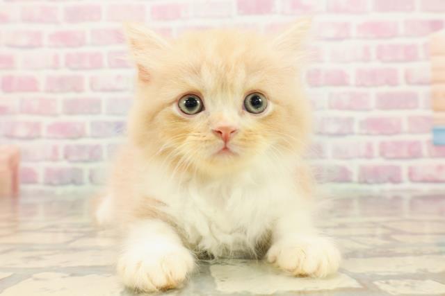 茨城県のサイベリアン (Coo&RIKU水戸店/2025年7月29日生まれ/男の子/クリームタビーホワイト)の子猫の1枚目の画像