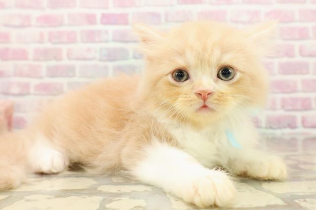 茨城県のサイベリアン (Coo&RIKU水戸店/2025年7月29日生まれ/男の子/クリームタビーホワイト)の子猫の3枚目の画像