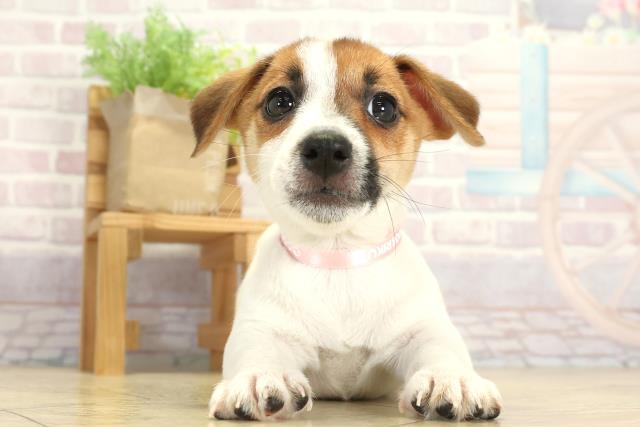 岐阜県のジャックラッセルテリア (Coo&RIKU岐南店/2025年7月30日生まれ/女の子/タンホワイト)の子犬の1枚目の画像
