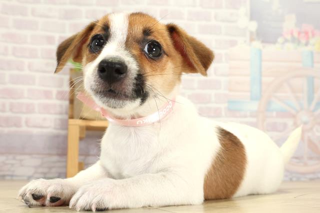 岐阜県のジャックラッセルテリア (Coo&RIKU岐南店/2025年7月30日生まれ/女の子/タンホワイト)の子犬の3枚目の画像