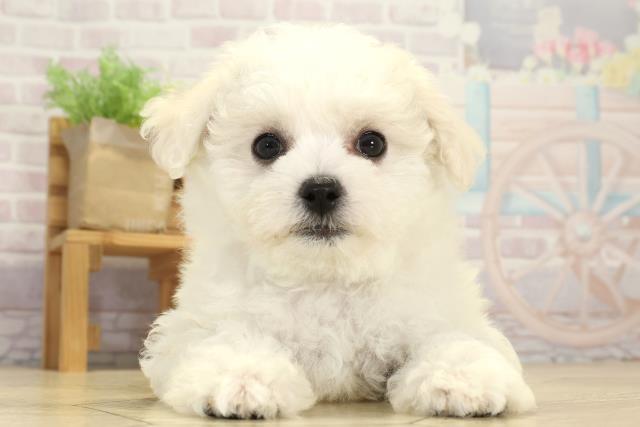 愛知県のビションフリーゼ (Coo&RIKU東海一宮店/2025年7月25日生まれ/女の子/ホワイト)の子犬の1枚目の画像