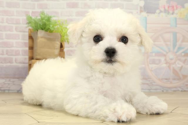 愛知県のビションフリーゼ (Coo&RIKU東海一宮店/2025年7月25日生まれ/女の子/ホワイト)の子犬の2枚目の画像