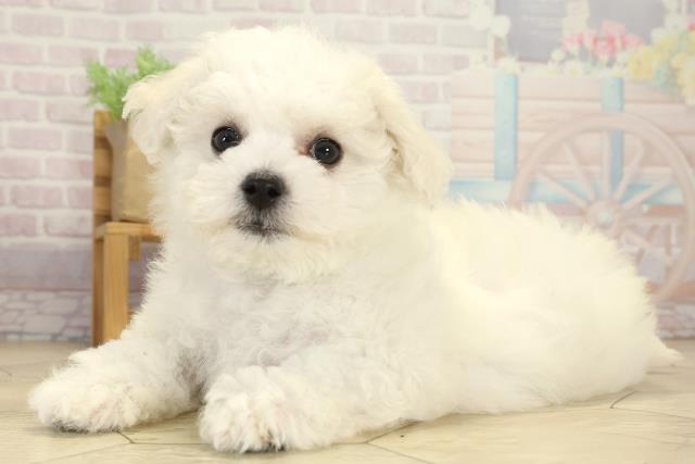愛知県のビションフリーゼ (Coo&RIKU東海一宮店/2025年7月25日生まれ/女の子/ホワイト)の子犬の3枚目の画像
