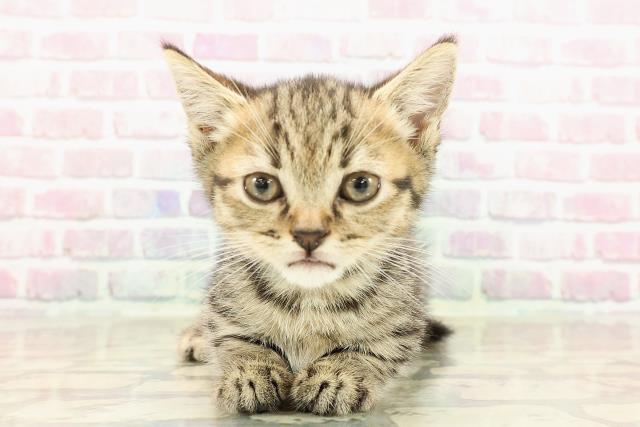 神奈川県のマンチカン (Coo&RIKU横須賀店/2025年7月27日生まれ/男の子/ブラウンタビー)の子猫
