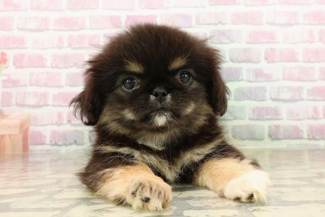 神奈川県のペキニーズ (Coo&RIKU藤沢店/2025年7月18日生まれ/女の子/ブラックタンホワイト)の子犬の1枚目の画像