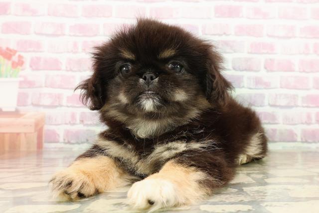 神奈川県のペキニーズ (Coo&RIKU藤沢店/2025年7月18日生まれ/女の子/ブラックタンホワイト)の子犬の2枚目の画像