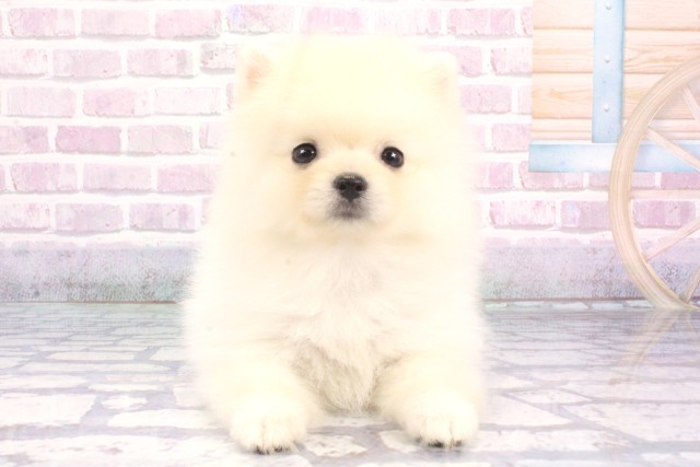 大阪府のポメラニアン (Coo&RIKU茶屋町店/2025年7月30日生まれ/女の子/クリーム)の子犬の1枚目の画像