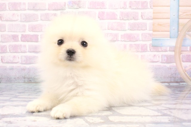 大阪府のポメラニアン (Coo&RIKU茶屋町店/2025年7月30日生まれ/女の子/クリーム)の子犬の3枚目の画像