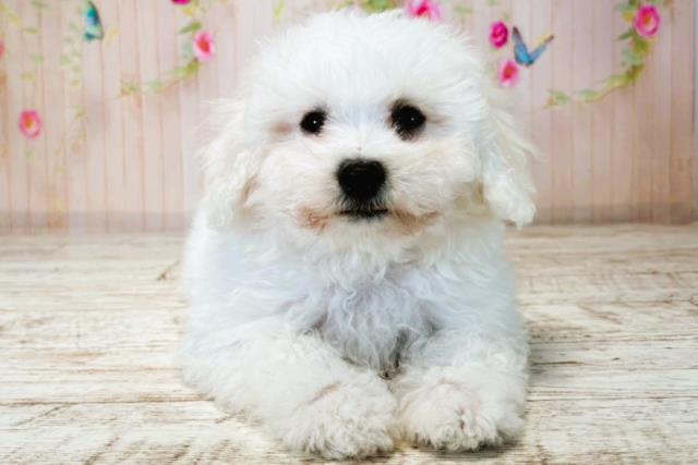 栃木県のビションフリーゼ (Coo&RIKU宇都宮店/2025年7月31日生まれ/男の子/ホワイト)の子犬の1枚目の画像