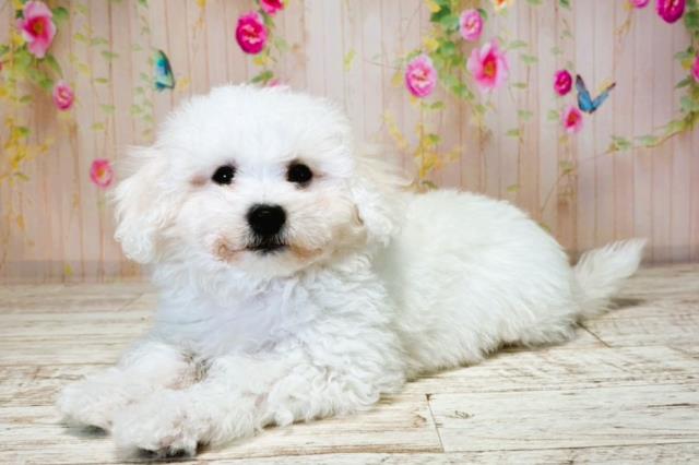 栃木県のビションフリーゼ (Coo&RIKU宇都宮店/2025年7月31日生まれ/男の子/ホワイト)の子犬の2枚目の画像