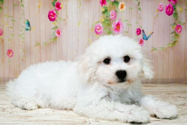栃木県のビションフリーゼ (Coo&RIKU宇都宮店/2025年7月31日生まれ/男の子/ホワイト)の子犬の3枚目の画像