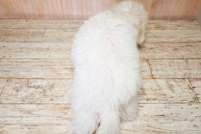 栃木県のビションフリーゼ (Coo&RIKU宇都宮店/2025年7月31日生まれ/男の子/ホワイト)の子犬の4枚目の画像
