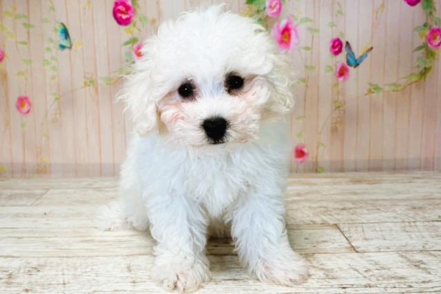 神奈川県のビションフリーゼ (Coo&RIKU横浜旭店/2025年7月31日生まれ/女の子/ホワイト)の子犬