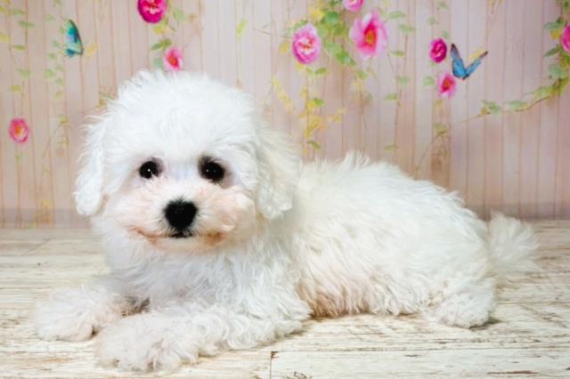 北海道のビションフリーゼ (Coo&RIKU岩見沢店/2025年7月31日生まれ/女の子/ホワイト)の子犬の2枚目の画像