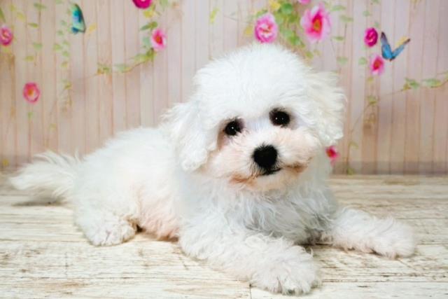 北海道のビションフリーゼ (Coo&RIKU岩見沢店/2025年7月31日生まれ/女の子/ホワイト)の子犬の3枚目の画像