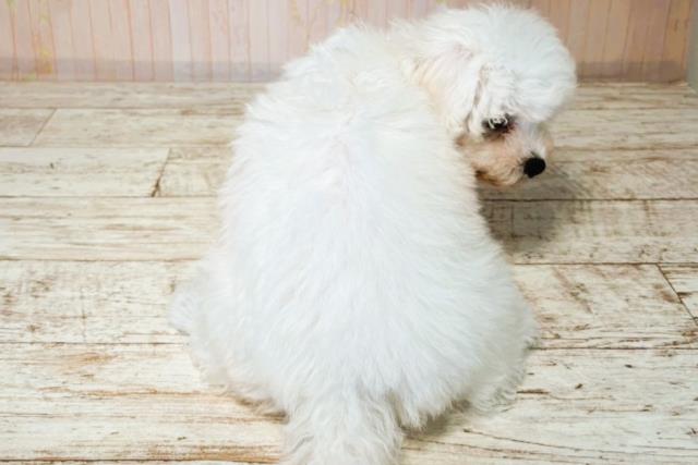 北海道のビションフリーゼ (Coo&RIKU岩見沢店/2025年7月31日生まれ/女の子/ホワイト)の子犬の4枚目の画像