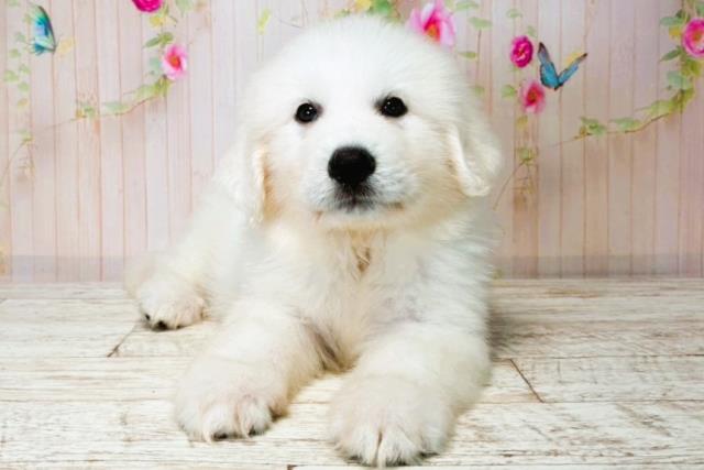山形県のグレートピレニーズ (Coo&RIKU山形店/2025年7月31日生まれ/男の子/ホワイト)の子犬の1枚目の画像