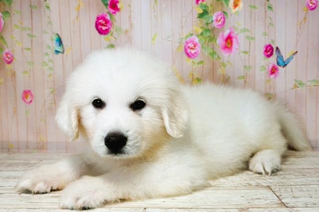 山形県のグレートピレニーズ (Coo&RIKU山形店/2025年7月31日生まれ/男の子/ホワイト)の子犬の2枚目の画像