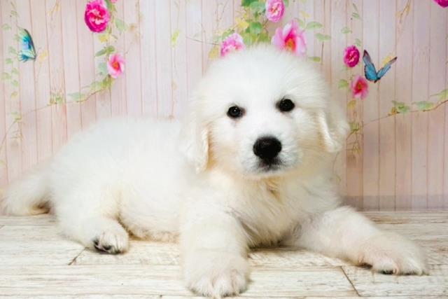 山形県のグレートピレニーズ (Coo&RIKU山形店/2025年7月31日生まれ/男の子/ホワイト)の子犬の3枚目の画像