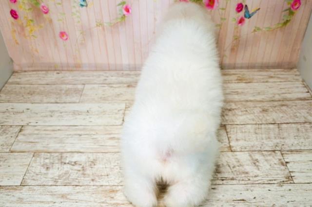 山形県のグレートピレニーズ (Coo&RIKU山形店/2025年7月31日生まれ/男の子/ホワイト)の子犬の4枚目の画像
