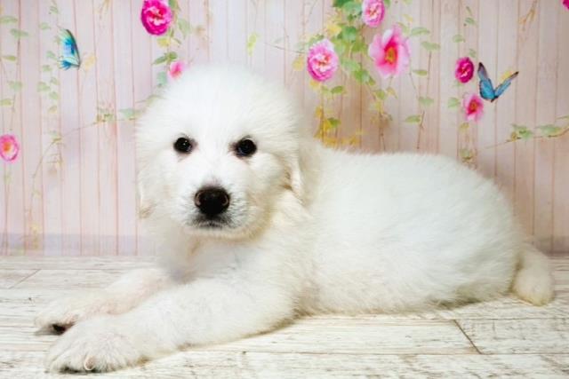 北海道のグレートピレニーズ (Coo&RIKU札幌東店/2025年7月31日生まれ/男の子/ホワイト)の子犬の2枚目の画像
