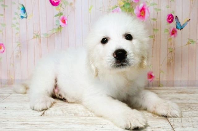 北海道のグレートピレニーズ (Coo&RIKU札幌東店/2025年7月31日生まれ/男の子/ホワイト)の子犬の3枚目の画像