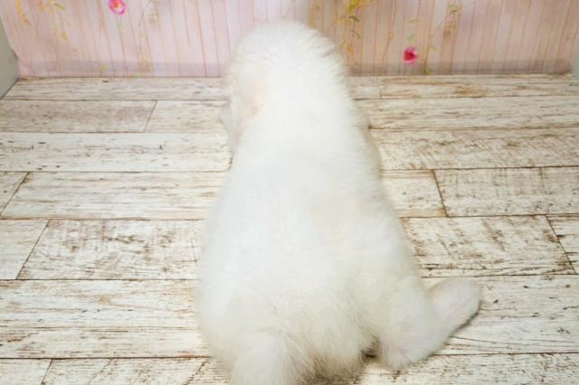 北海道のグレートピレニーズ (Coo&RIKU札幌東店/2025年7月31日生まれ/男の子/ホワイト)の子犬の4枚目の画像