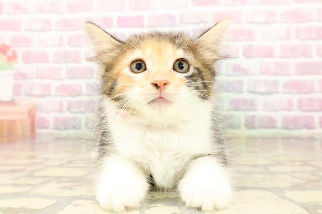 神奈川県のノルウェージャンフォレストキャット (Coo&RIKU横浜旭店/2025年7月31日生まれ/女の子/キャリコ)の子猫