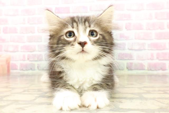 新潟県のノルウェージャンフォレストキャット (Coo&RIKUイオンモール新発田店/2025年7月31日生まれ/男の子/ブラウンタビーホワイト)の子猫