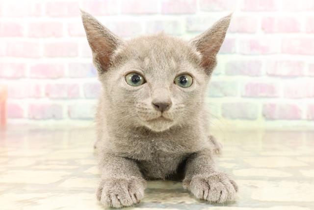 東京都のロシアンブルー (Coo&RIKU中野サンモール店/2025年7月29日生まれ/女の子/ブルー)の子猫の1枚目の画像