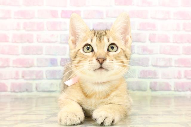 東京都のエジプシャンマウ (Coo&RIKU大久保店/2025年7月30日生まれ/女の子/ブロンズ)の子猫の1枚目の画像