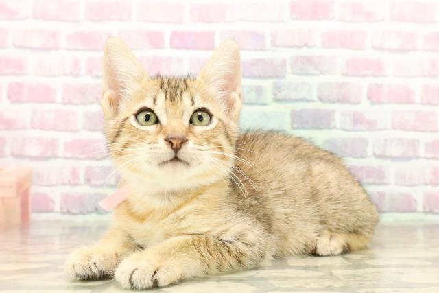 東京都のエジプシャンマウ (Coo&RIKU大久保店/2025年7月30日生まれ/女の子/ブロンズ)の子猫の2枚目の画像
