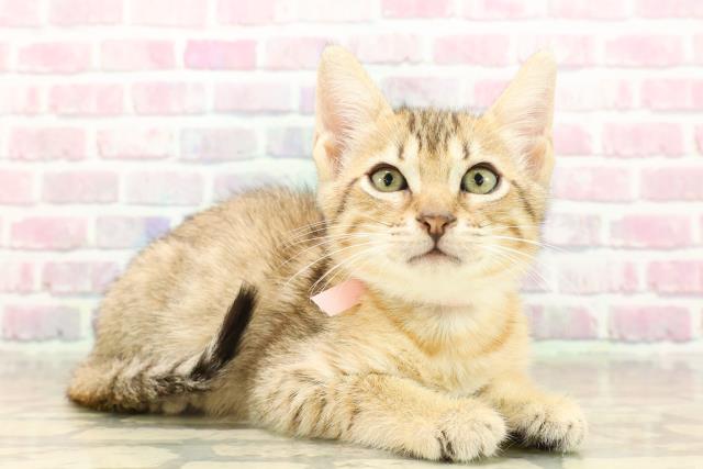 東京都のエジプシャンマウ (Coo&RIKU大久保店/2025年7月30日生まれ/女の子/ブロンズ)の子猫の3枚目の画像