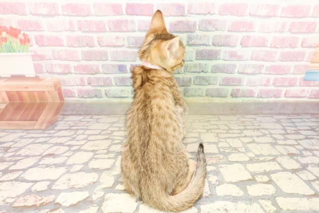 東京都のエジプシャンマウ (Coo&RIKU大久保店/2025年7月30日生まれ/女の子/ブロンズ)の子猫の4枚目の画像