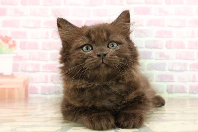新潟県のサイベリアン (Coo&RIKUイオンモール新発田店/2025年8月1日生まれ/男の子/ブラック)の子猫